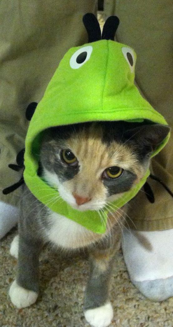 My cat dressed up as a peapod on halloween